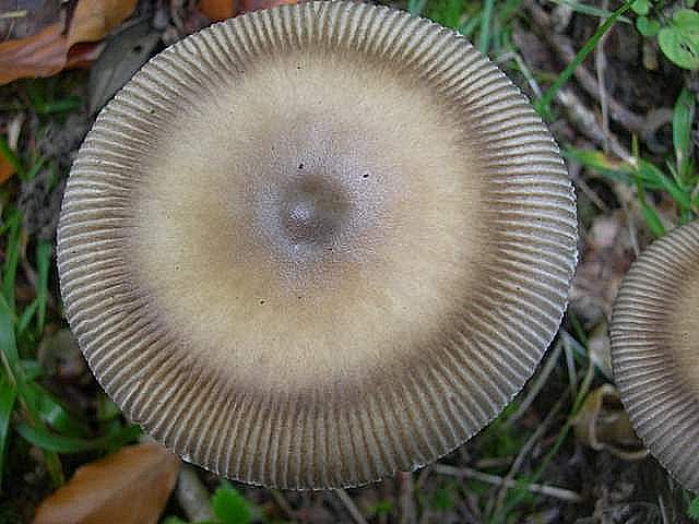 Amanita  battarrae  (Boud.)  Bon